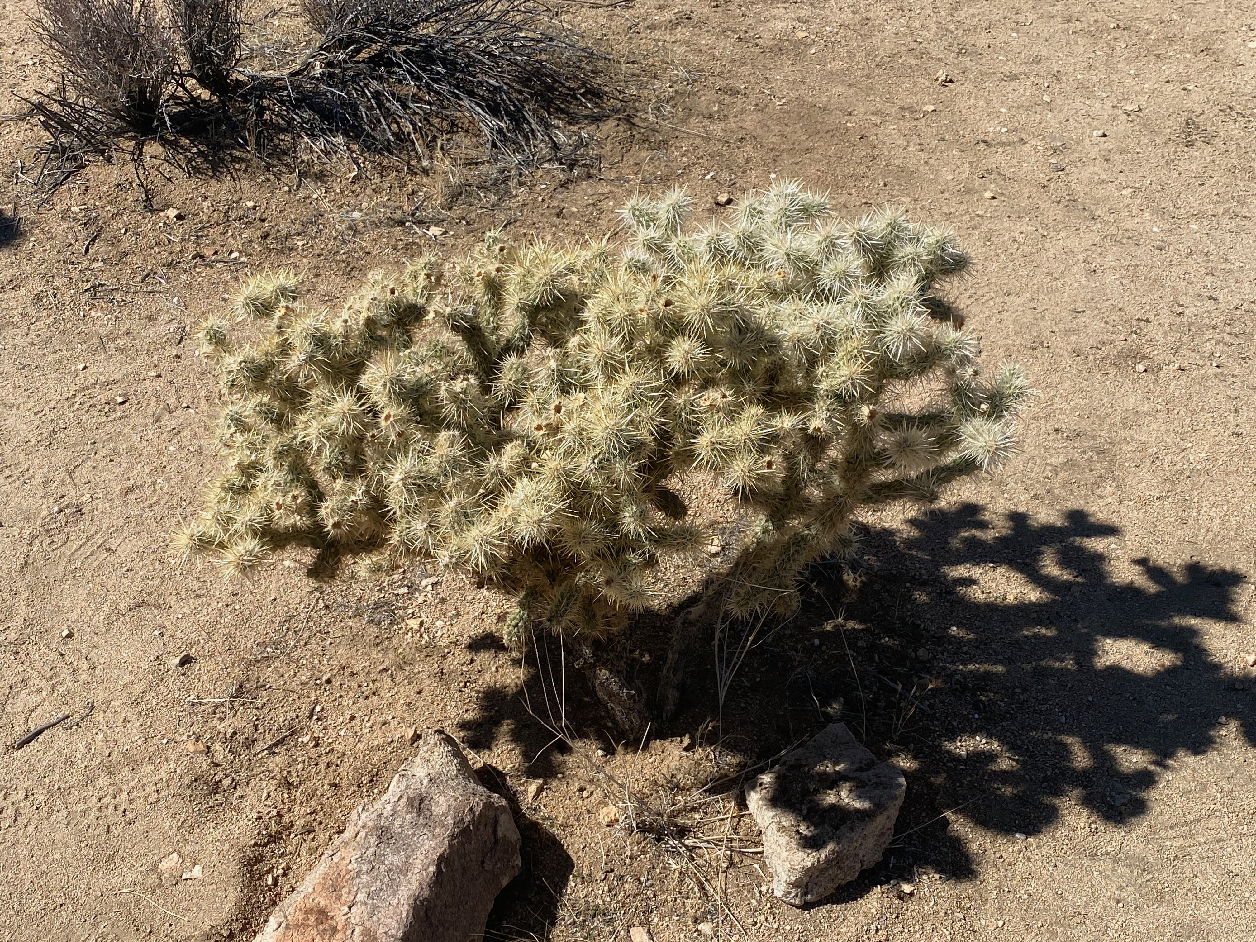 a cactus-like plant